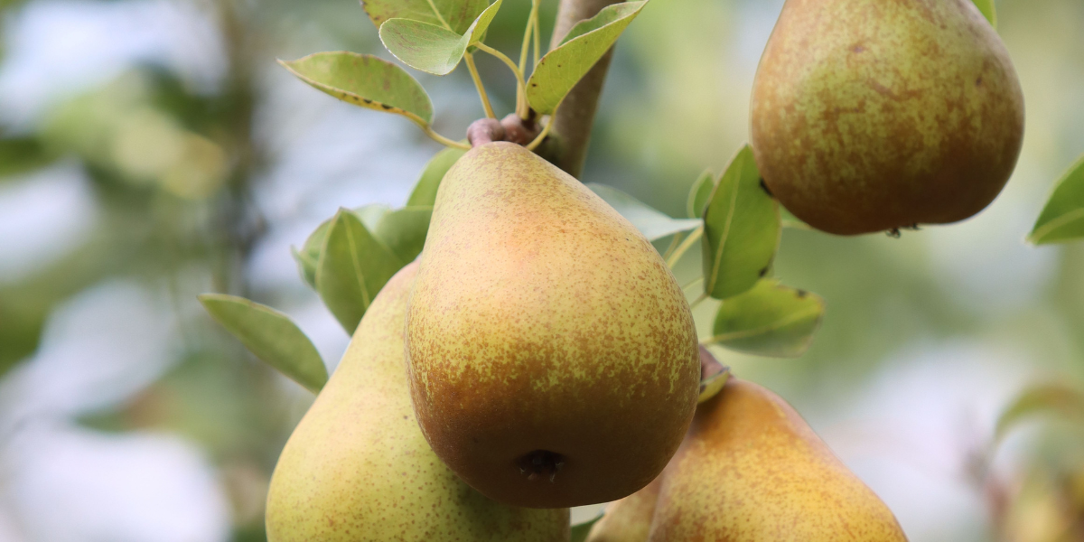 Pears on Tree
